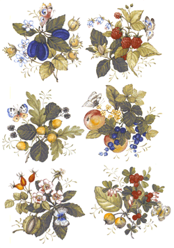 Fruit, Berries with Butterflies