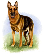 Dogs - Shepherd