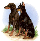 Dogs - Dobermans