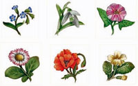 Botanicals - Snowdrops, Poppies, Daisies, Morning Glories