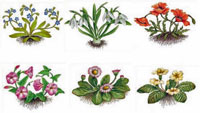 Botanicals - Snowdrops, Poppies, Daisies, Morning Glories