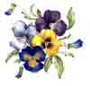 Pansy Pansies Cluster