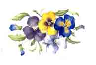 Pansy Pansies Cluster