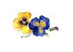 Pansy Pansies Cluster