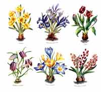 Botanical Flower Bulbs - Crocus, Tulip, Hyacinth, Narcissus, Iris, Fritillaria