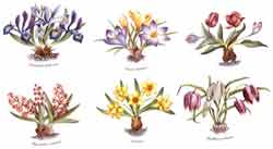 Botanical Flower Bulbs - Crocus, Tulip, Hyacinth, Narcissus, Iris, Fritillaria