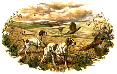 Springer Spaniel Hunting Dogs Mural