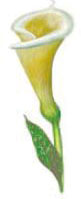 Calla Lily Stems - Bits