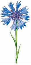 Corn Flower - Flower Stems