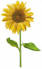 Sunflower - Flower Stems