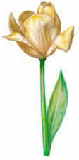 Tulip - Flower Stems