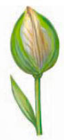 Tulip Stems - Bits