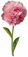 Peony - Flower Stems