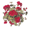 RED GERANIUMS