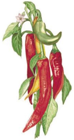 Vegetables - Red, Orange, Green Chili Peppers