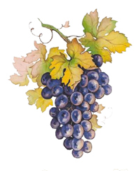 Grapes - Soft Color