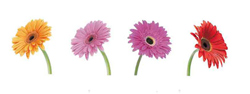 Gerber Daisy 4 Pc. Set