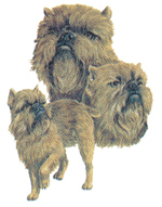 DOGS -BRUSSELS GRIFFON