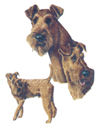 DOGS -IRISH TERRIER