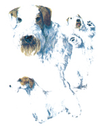 Dogs - SEALYHAM TERRIER