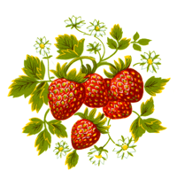 Fruit Strawberry Strawberries