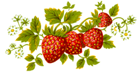 Fruit Strawberry Strawberries