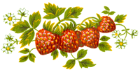 Fruit Strawberry Strawberries