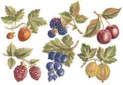 Fruit Harvest - Cherries, Blueberries, Strawberries, Gooseberries, Raspberries