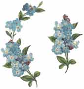 Blue Forget-Me-Nots Bits