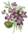 Violets with Ribbon