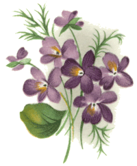 Violets with Ribbon