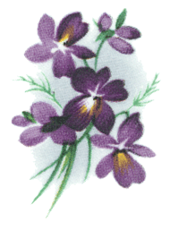 Violets with Ribbon