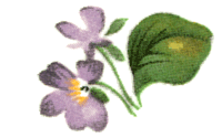 Violets with Ribbon