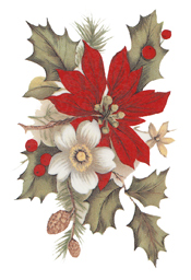 Poinsettia