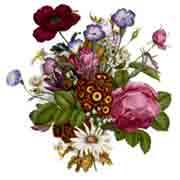 Victorian Floral - Victorian Floral - Pink Rose, White Daisy, Poppy, Morning Glories