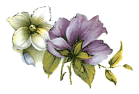 Pansy Pansies-Purple Flowers