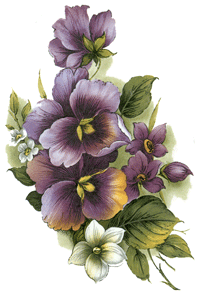 Pansy Pansies-Purple Flowers