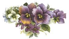 Pansy Pansies-Purple Flowers