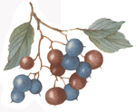 Fruit - Cluster of berries