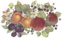 Fruit and Berries Peach, Pear,Grapes,Plums,Blueberries, Apricots