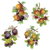 Pear, Plums, Apples, Blackberries, Cherries, Peaches, Grapes Set of 4