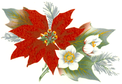 Poinsettia