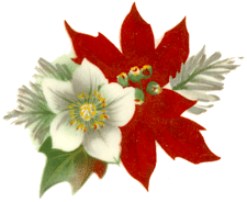 Poinsettia