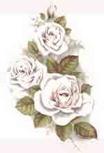 White Rose