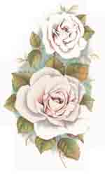 White Rose