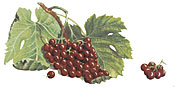 Red Grapes