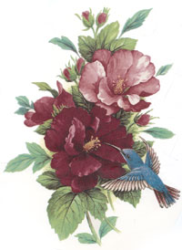 Hibiscus and Hummingbird