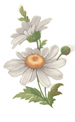 Daisies - White