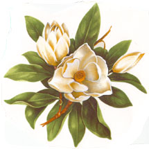 Magnolia