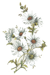 WHITE DAISY DAISIES